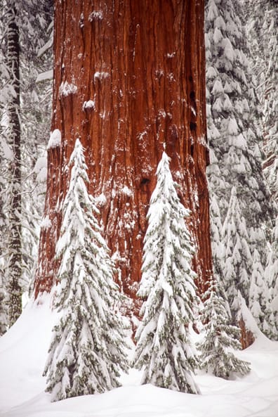 Artful Trees 7
